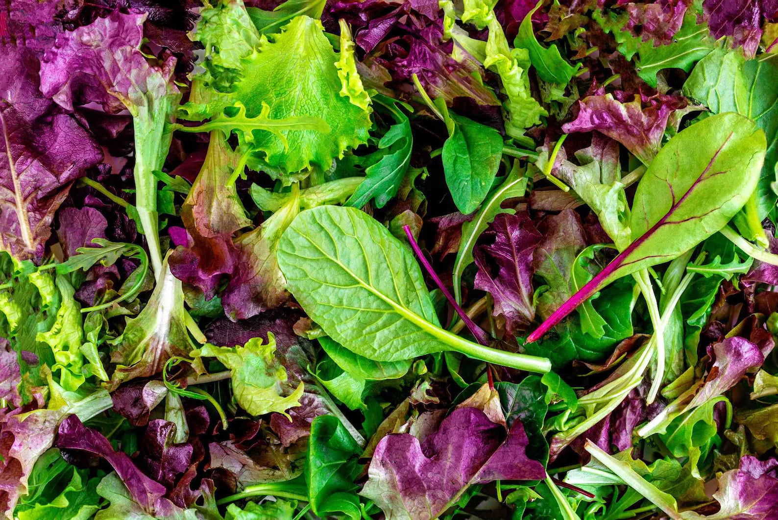 Mixed Greens Lettuce Seeds