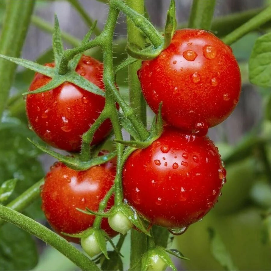 Large Red Cherry Tomato Seeds