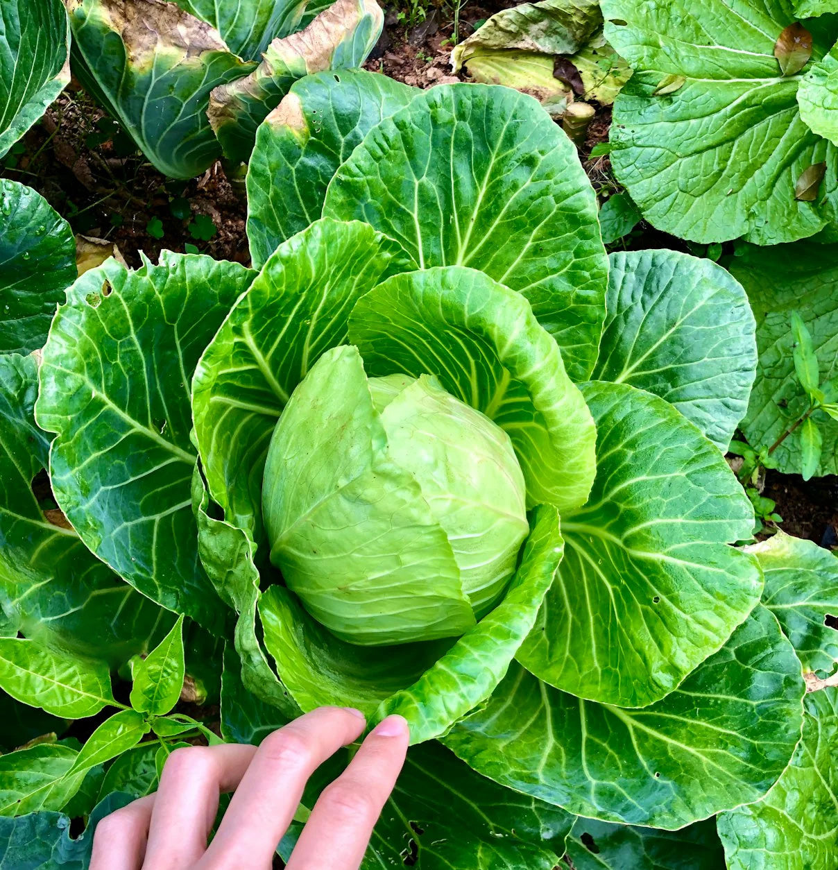 Green cabbage with a hand for scale in a garden setting