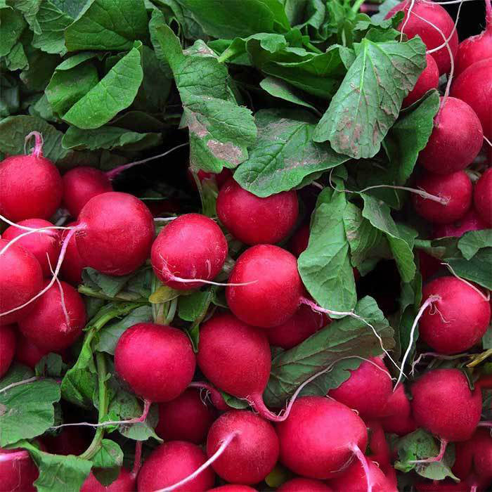 Champion Radish Seeds