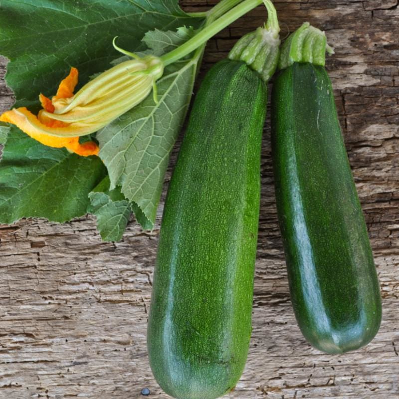 Black Beauty Zucchini Seeds